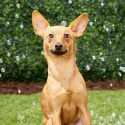 Pet Qwerks Incredibubbles For Dogs -Snuggle Paws 102318 PT2. AC SS1800 V1589901504