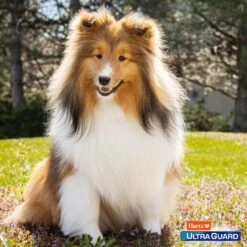 Hartz UltraGuard Rid Flea & Tick Oatmeal Dog Shampoo -Snuggle Paws 106219 PT6. AC SS1800 V1651265504