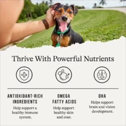 American Journey Puppy Chicken & Sweet Potato Recipe Grain-Free Dry Dog Food 15 American Journey Puppy Chicken & Sweet Potato Recipe Grain-Free Dry Dog Food -Snuggle Paws 108432 PT4. AC SS1800 V1665438200