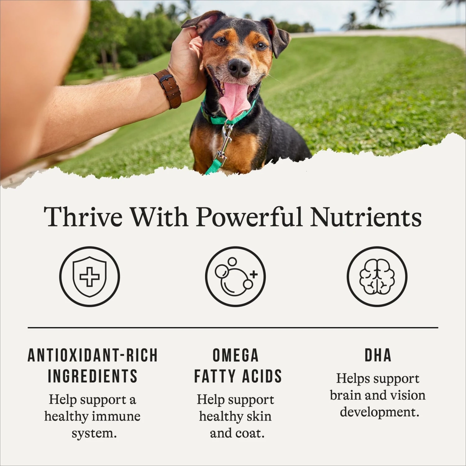 American Journey Puppy Lamb & Sweet Potato Recipe Grain-Free Dry Dog Food 7 American Journey Puppy Lamb & Sweet Potato Recipe Grain-Free Dry Dog Food - Image 5