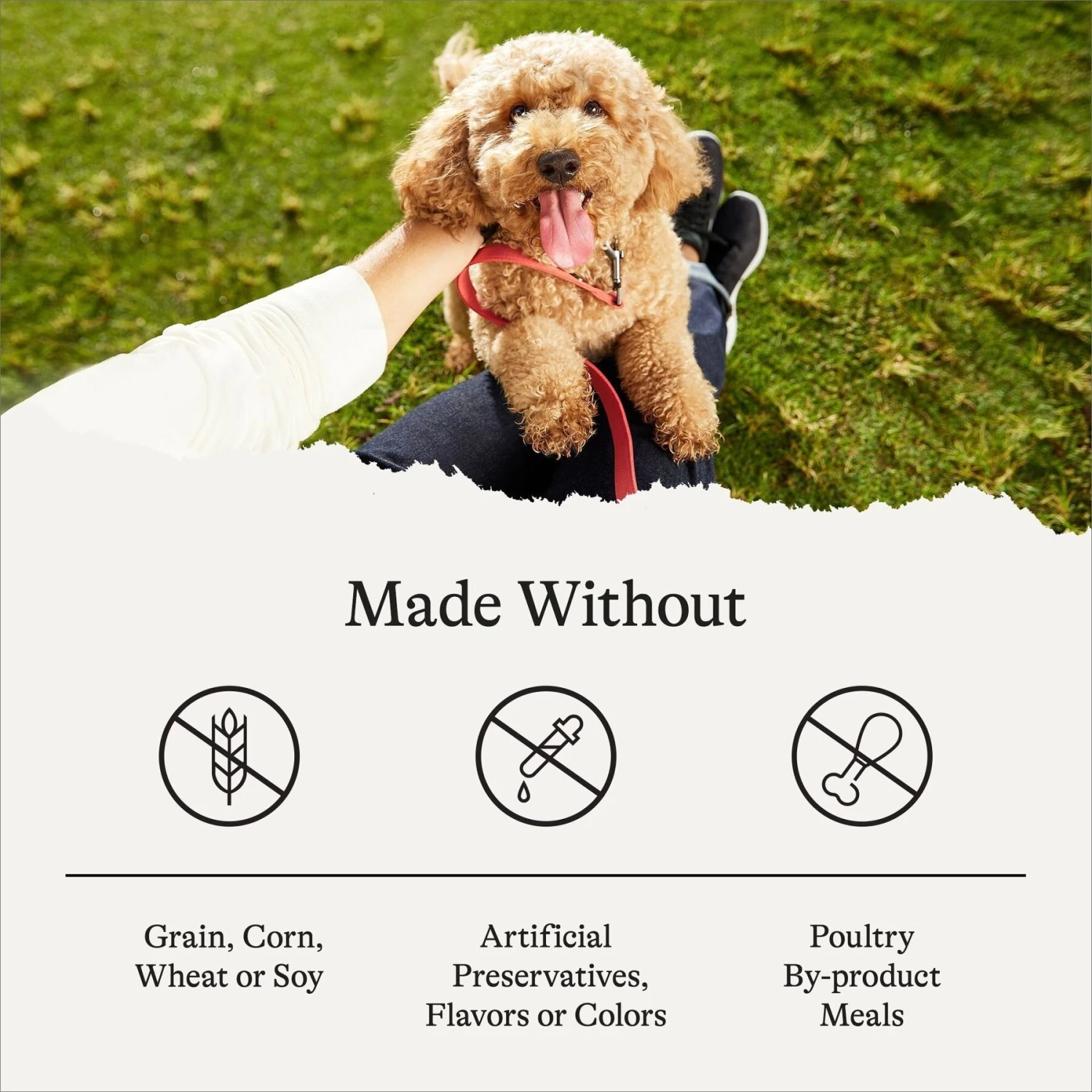 American Journey Puppy Lamb & Sweet Potato Recipe Grain-Free Dry Dog Food 9 American Journey Puppy Lamb & Sweet Potato Recipe Grain-Free Dry Dog Food - Image 7