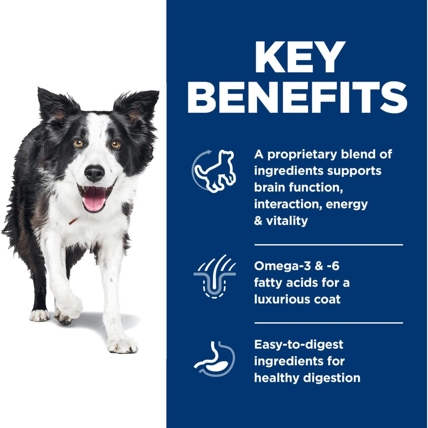 Hill's Science Diet Adult 7+ Senior Vitality Chicken Recipe Dry Dog Food 5 Hill's Science Diet Adult 7+ Senior Vitality Chicken Recipe Dry Dog Food - Image 3