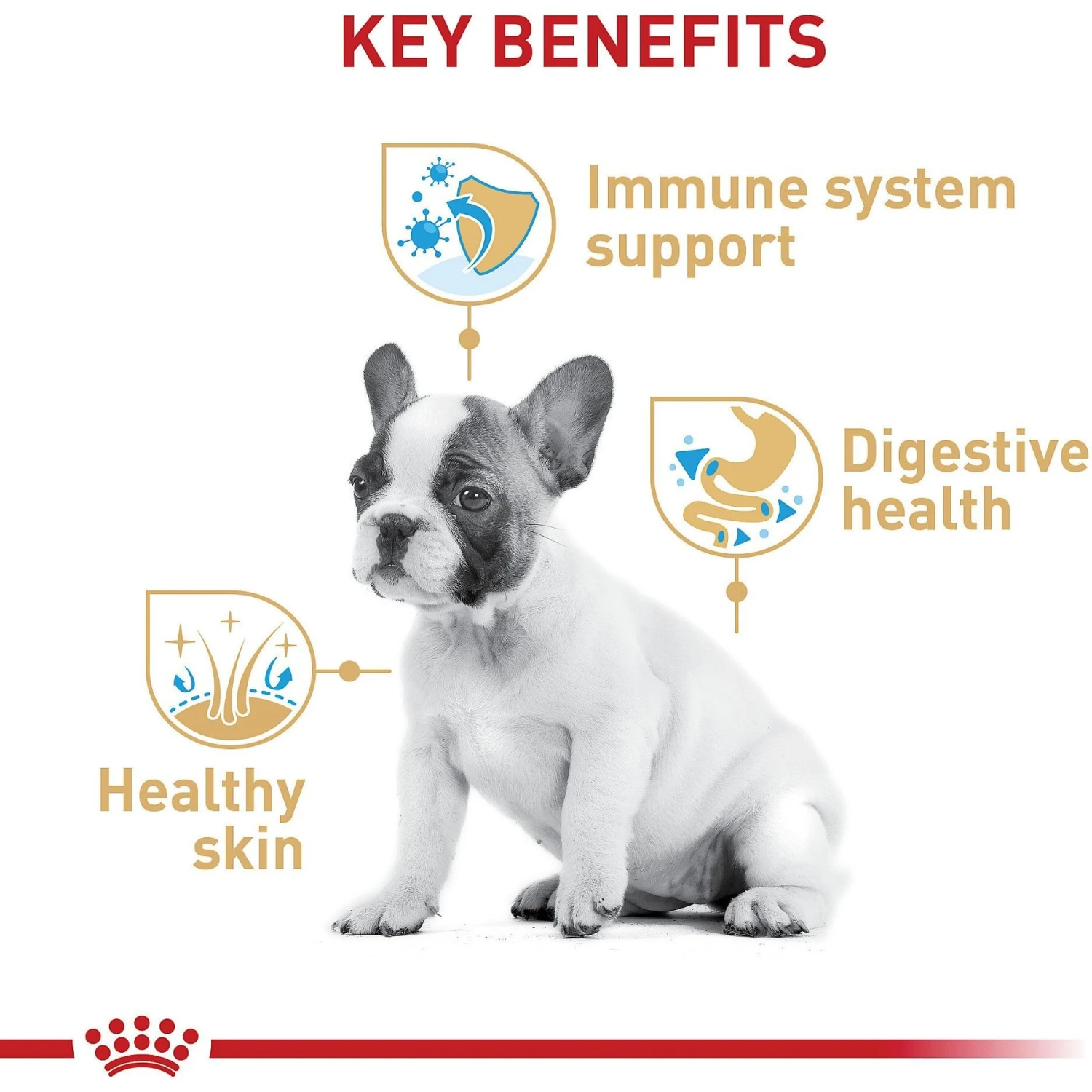 Royal Canin Breed Health Nutrition French Bulldog Puppy Dry Dog Food 7 Royal Canin Breed Health Nutrition French Bulldog Puppy Dry Dog Food - Image 5