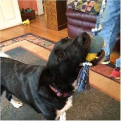 Pet Fit For Life Plush Wand Squeaky Dog Toy 11 Pet Fit For Life Plush Wand Squeaky Dog Toy -Snuggle Paws 140063 PT3. AC SS1800 V1589320913