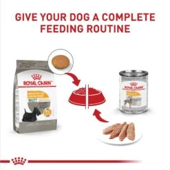 Royal Canin Canine Care Nutrition Small Sensitive Skin Care Dry Dog Food, 3-lb Bag -Snuggle Paws 140500 PT5. AC SS1800 V1697213802