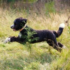 Nature's Recipe Chicken & Turkey Recipe In Broth Wet Dog Food -Snuggle Paws 140963 PT5. AC SS1800 V1682091804