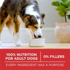 Purina ONE Natural SmartBlend Chicken & Rice Formula Dry Dog Food -Snuggle Paws 143259 PT4. AC SS1800 V1676051503