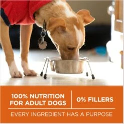 Purina ONE +Plus Adult High-Protein Healthy Weight Formula Dry Dog Food -Snuggle Paws 143260 PT6. AC SS1800 V1676317799