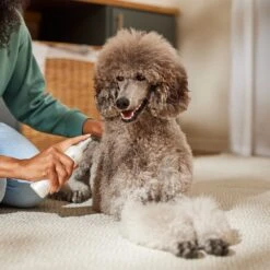 BioSilk Therapy Detangling & Shine Dog Spray, 8-oz Bottle -Snuggle Paws 145061 PT4. AC SS1800 V1683922990