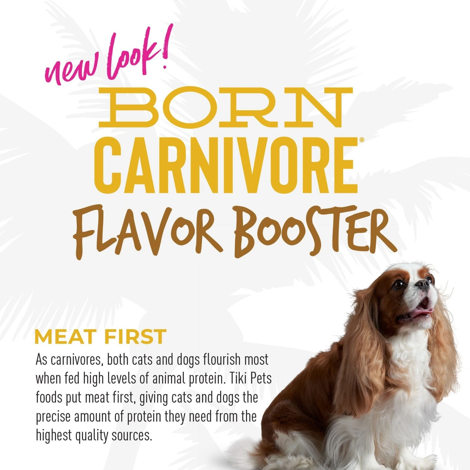 Tiki Dog Born Carnivore Flavor Booster Chicken Bisque Non-GMO Wet Dog Food Topper 9 Tiki Dog Born Carnivore Flavor Booster Chicken Bisque Non-GMO Wet Dog Food Topper - Image 7
