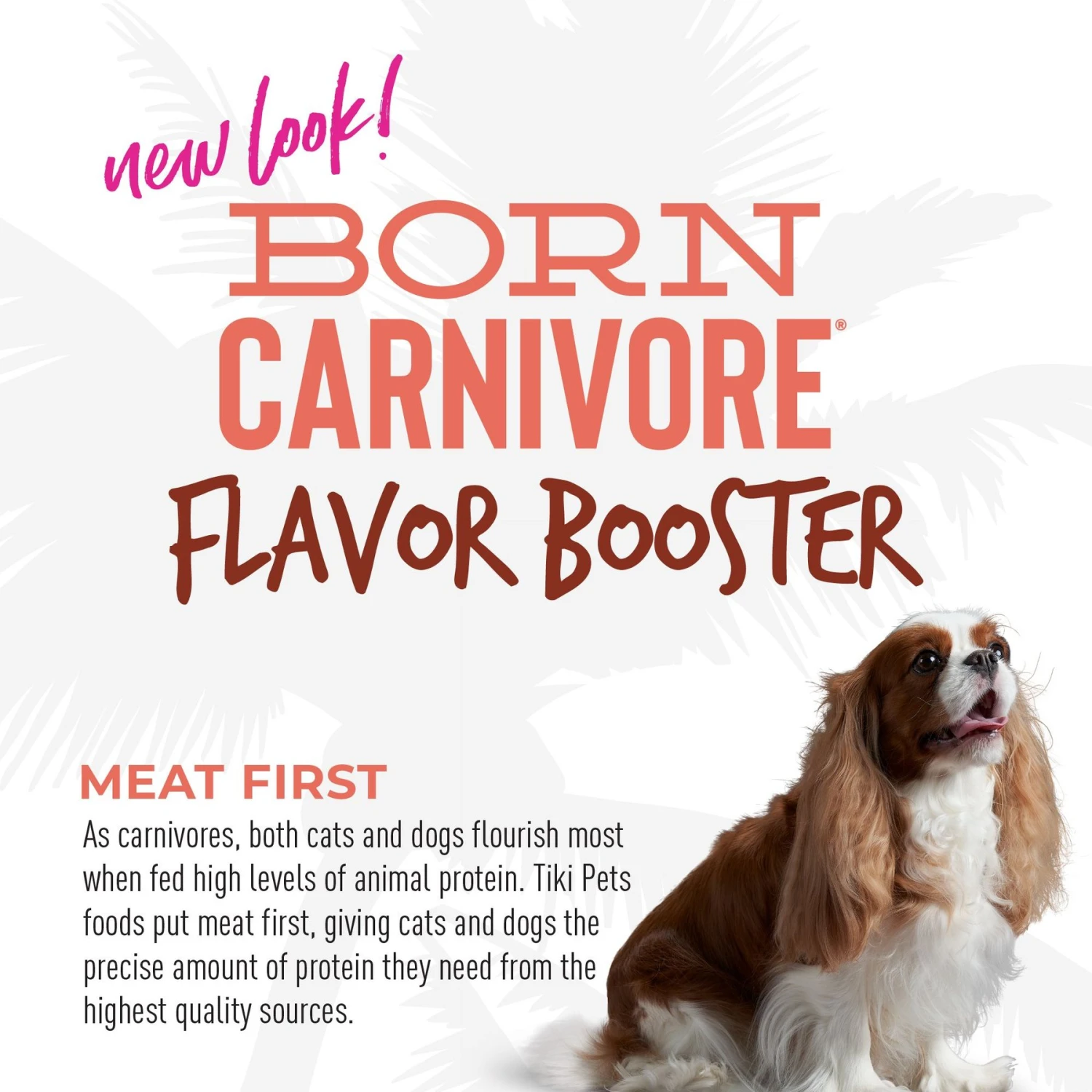 Tiki Dog Born Carnivore Flavor Booster Beef Bisque Non-GMO Wet Dog Food Topper 9 Tiki Dog Born Carnivore Flavor Booster Beef Bisque Non-GMO Wet Dog Food Topper - Image 7