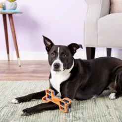 Nerf Dog EXO Treat Dispensing Bone Dog Toy -Snuggle Paws 148525 PT6. AC SS1800 V1531938429