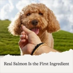 American Journey Salmon Recipe Grain-Free Soft & Chewy Training Bits Dog Treats 14 American Journey Salmon Recipe Grain-Free Soft & Chewy Training Bits Dog Treats -Snuggle Paws 151162 PT4. AC SS1800 V1567707747