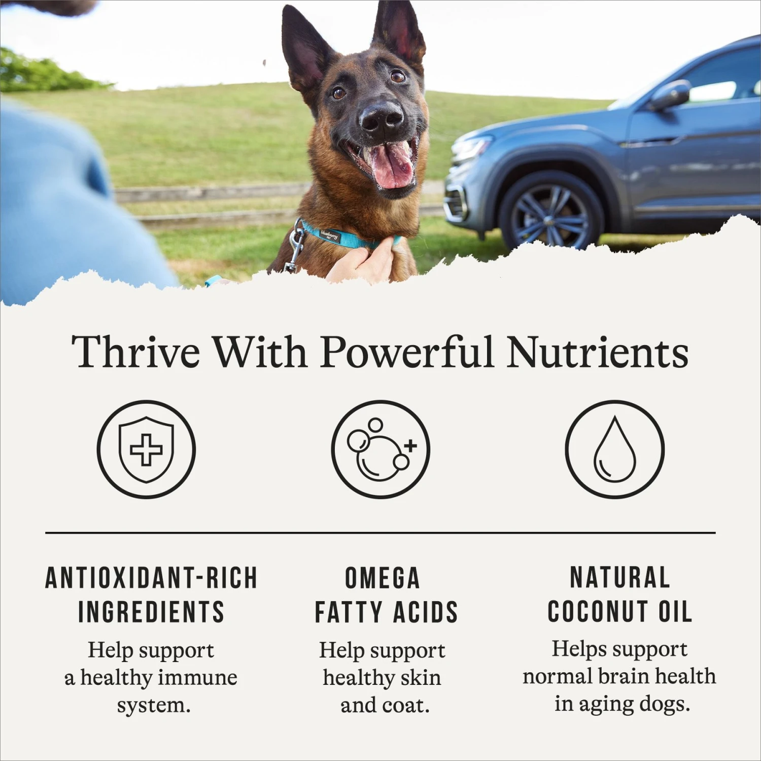 American Journey Senior Chicken & Sweet Potato Recipe Grain-Free Dry Dog Food 7 American Journey Senior Chicken & Sweet Potato Recipe Grain-Free Dry Dog Food - Image 5