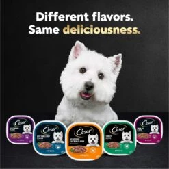 Cesar Rotisserie Chicken Flavor Filets In Gravy Small Breed Adult Wet Dog Food Trays -Snuggle Paws 159233 PT8. AC SS1800 V1695656562