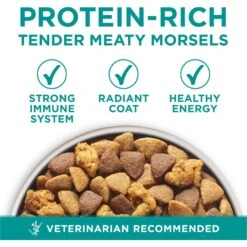 Purina ONE +Plus Adult Digestive Health Formula Dry Dog Food -Snuggle Paws 166138 PT2. AC SS1800 V1683576214