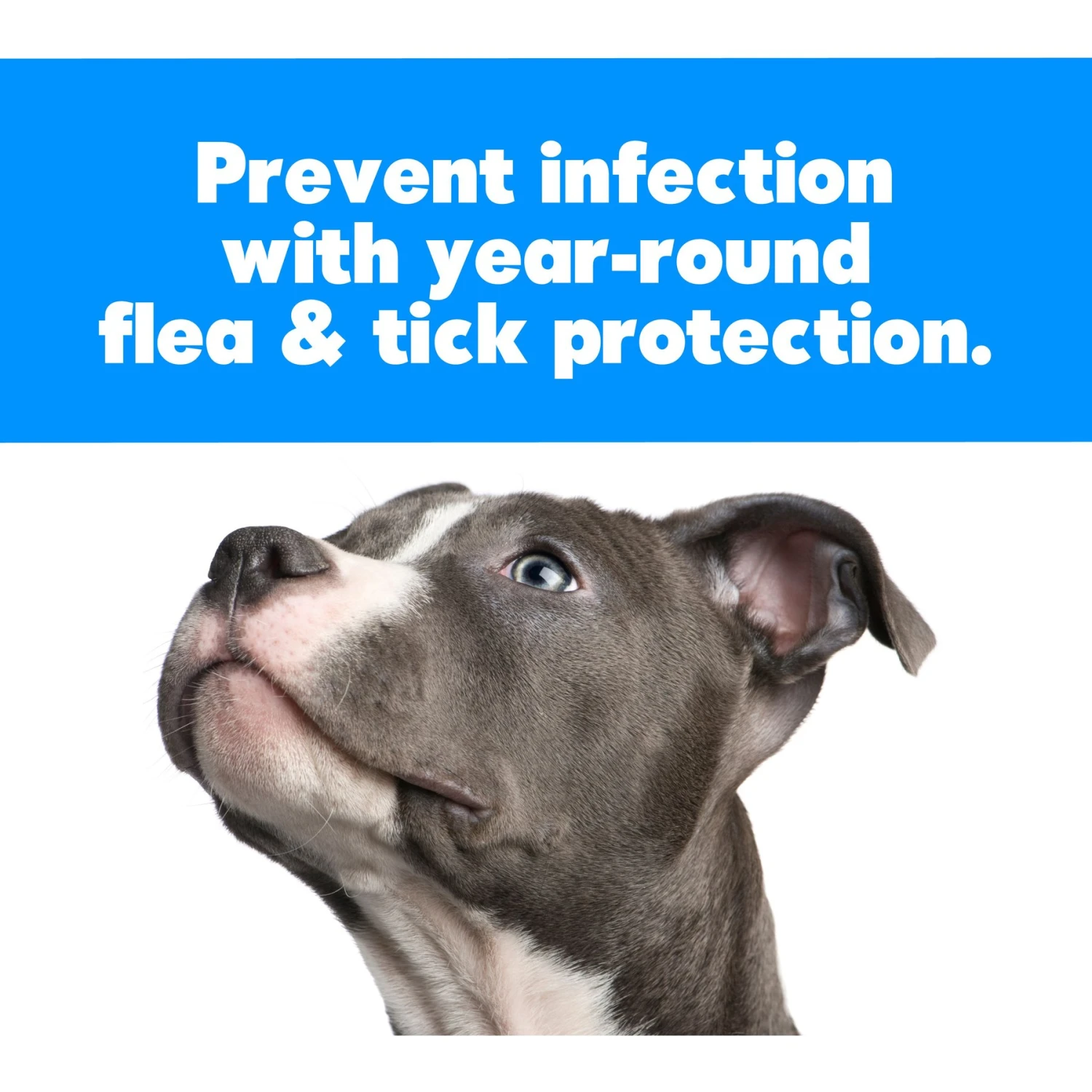 Harris Home Pest Control Flea & Tick Killer Spray 4 Harris Home Pest Control Flea & Tick Killer Spray - Image 2