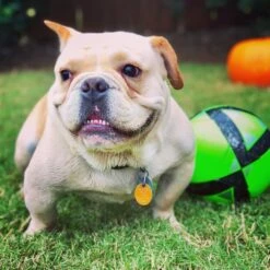 First Saturday Lime Monthly Pet Insect Repellent -Snuggle Paws 206571 PT5. AC SS1800 V1572278368