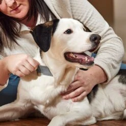 Frisco Flea Comb For Cats & Dogs -Snuggle Paws 206888 PT3. AC SS1800 V1680186156