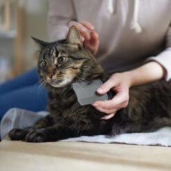 Frisco Flea Comb For Cats & Dogs -Snuggle Paws 206888 PT4. AC SS1800 V1680186101