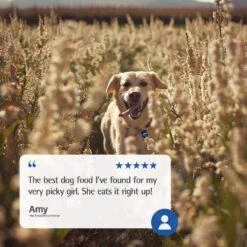 Farmina N&D Ancestral Grain Chicken & Pomegranate Recipe Senior Medium & Maxi Dry Dog Food, 26.5-lb Bag -Snuggle Paws 207674 PT7. AC SS1800 V1678909951