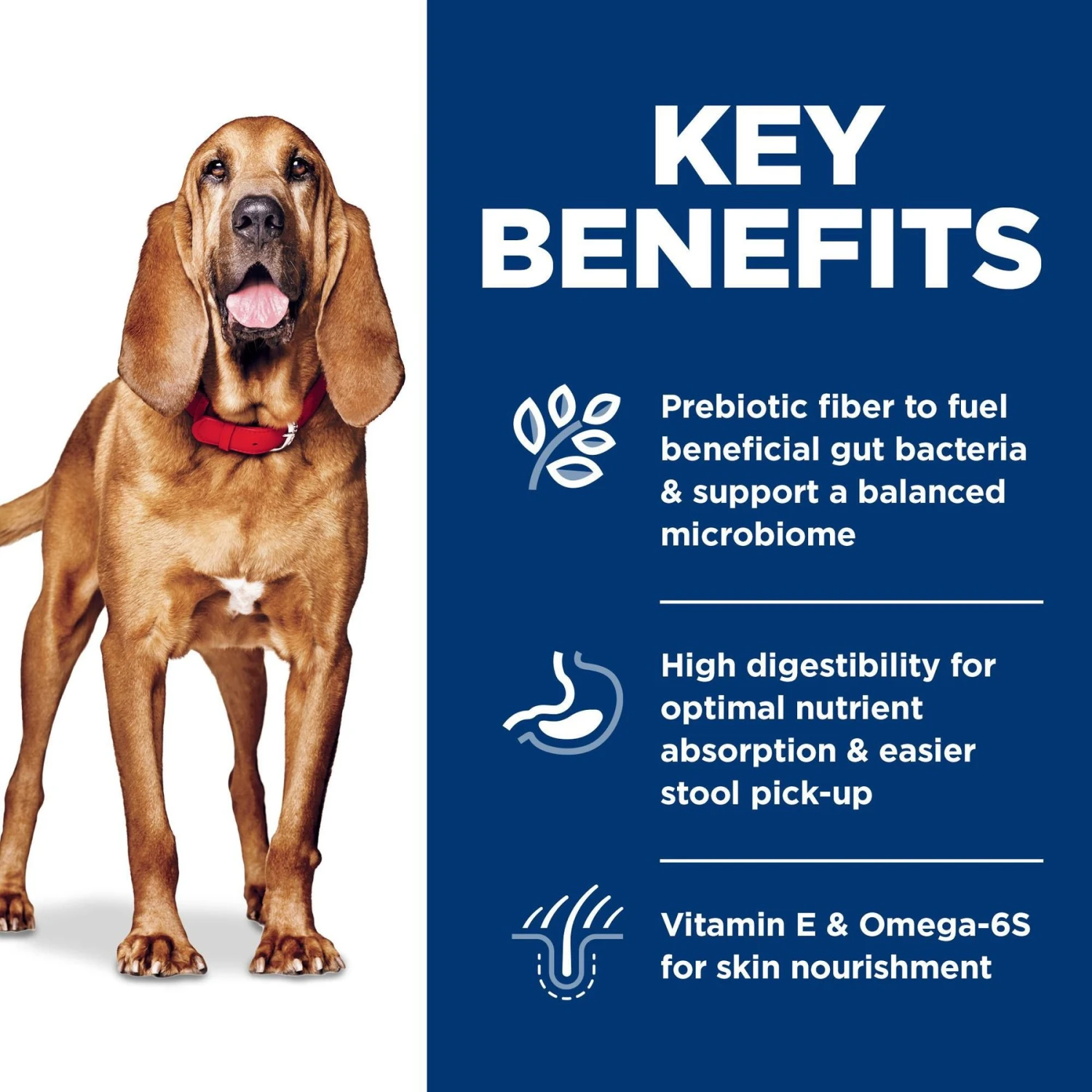 Hill's Science Diet Adult Sensitive Stomach & Skin Large Breed Chicken & Barley Recipe Dry Dog Food 7 Hill's Science Diet Adult Sensitive Stomach & Skin Large Breed Chicken & Barley Recipe Dry Dog Food - Image 5