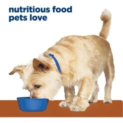 Hill's Prescription Diet K/d Kidney Care Variety Pack Wet & Dry Dog Food -Snuggle Paws 217399 PT5. AC SS1800 V1698436578