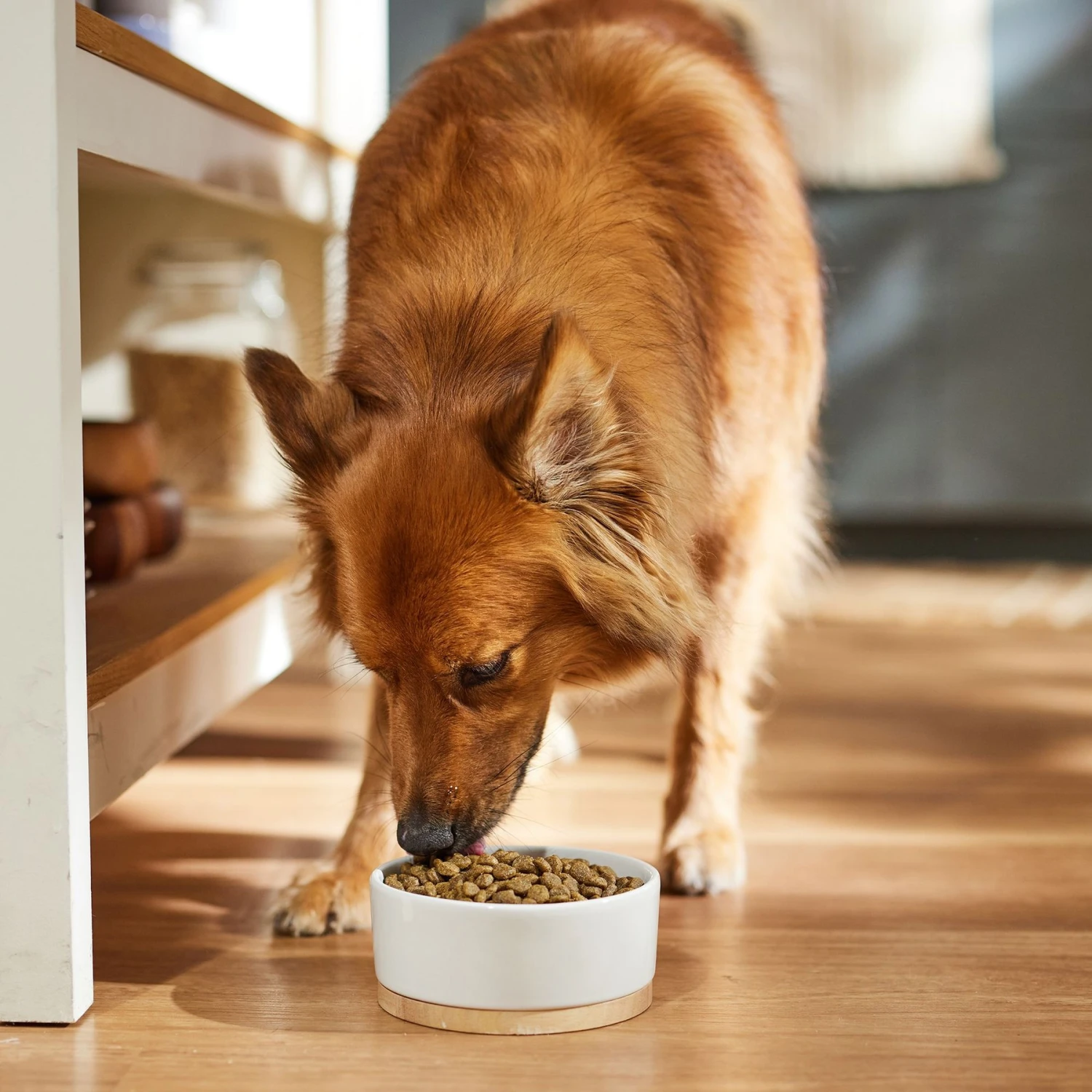 Dr. Pol Healthy Balance Salmon Recipe Grain-Free Dry Dog Food 6 Dr. Pol Healthy Balance Salmon Recipe Grain-Free Dry Dog Food - Image 4