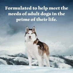 Blue Buffalo Wilderness Beef & Chicken Grill With Oats & Barley Adult Wet Dog Food 13 Blue Buffalo Wilderness Beef & Chicken Grill With Oats & Barley Adult Wet Dog Food -Snuggle Paws 242855 PT3. AC SS1800 V1628004433