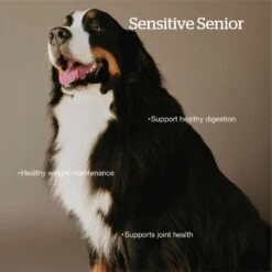 Now Fresh Grain-Free Large Breed Senior Recipe Dry Dog Food -Snuggle Paws 261232 PT2. AC SS1800 V1637790469