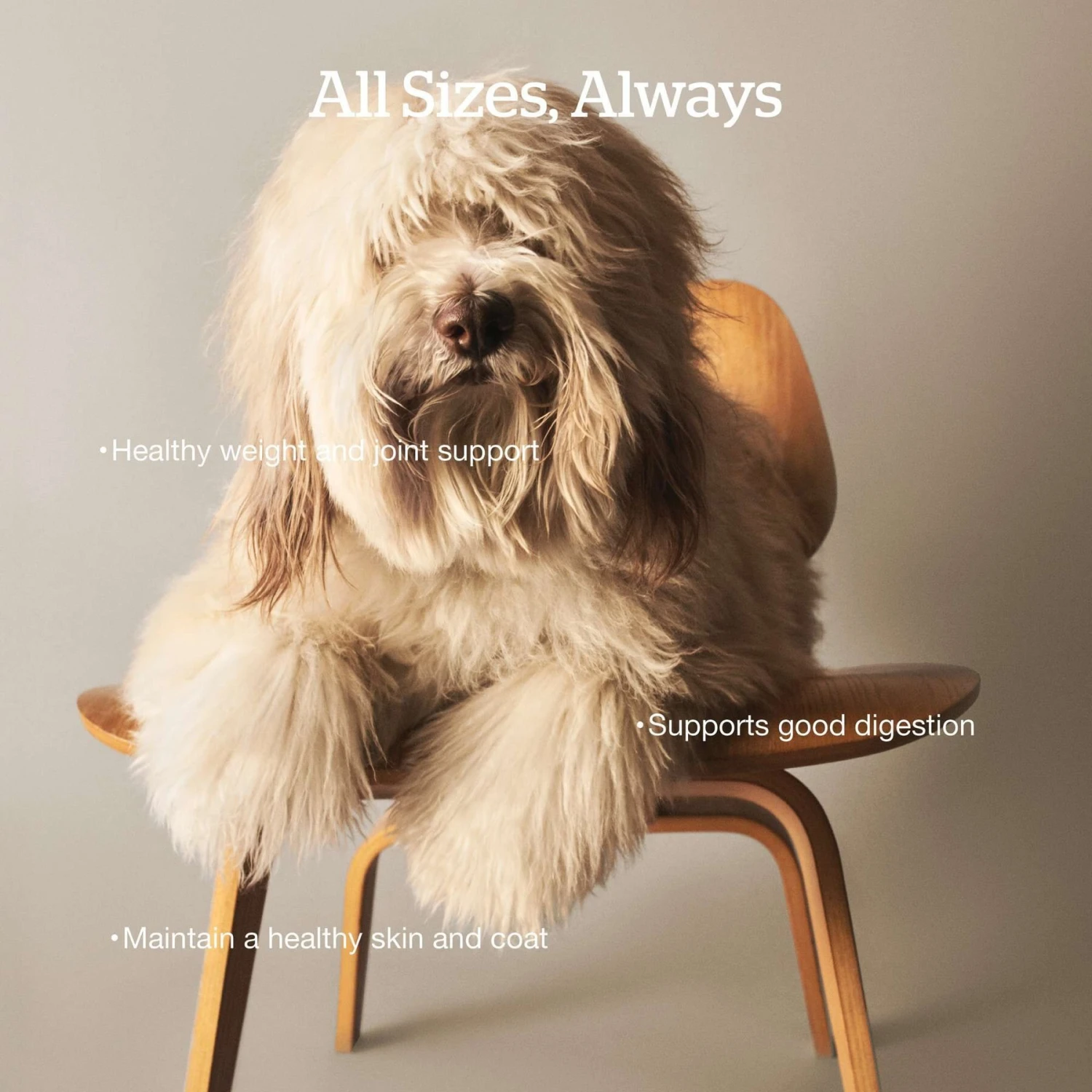 Now Fresh Grain-Free Adult Fish Recipe Dry Dog Food 5 Now Fresh Grain-Free Adult Fish Recipe Dry Dog Food - Image 3