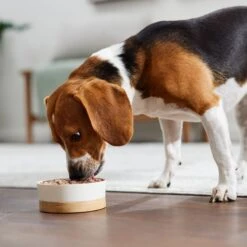 Evanger's Chicken & Rice Dinner Gluten-Free Wet Dog Food, 20.2-oz Can, Case Of 12 -Snuggle Paws 263964 PT7. AC SS1800 V1669928862