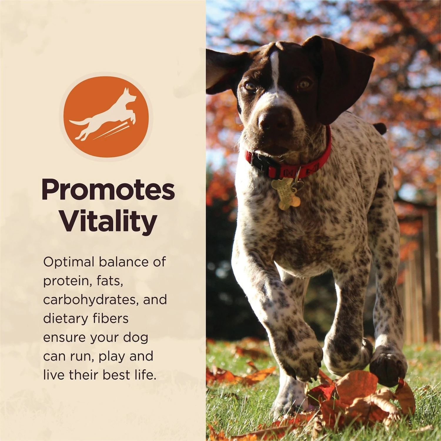 Wellness CORE Digestive Health Wholesome Grains Whitefish & Brown Rice Recipe Dry Dog Food 11 Wellness CORE Digestive Health Wholesome Grains Whitefish & Brown Rice Recipe Dry Dog Food - Image 9