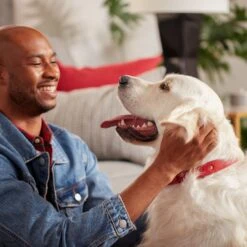 Purina ONE True Instinct Natural High Protein With Real Turkey & Venison Dry Dog Food & Milk-Bone Original Large Biscuit Dog Treats 15 Purina ONE True Instinct Natural High Protein With Real Turkey & Venison Dry Dog Food & Milk-Bone Original Large Biscuit Dog Treats -Snuggle Paws 293560 PT4. AC SS1800 V1661824441