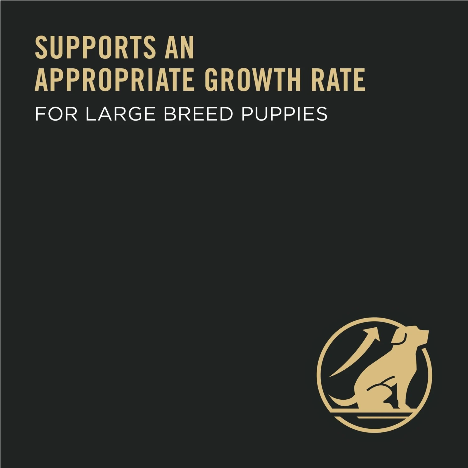 Purina Pro Plan High Protein Chicken & Rice Formula Large Breed Dry Puppy Food & American Journey Beef Recipe Grain-Free Soft & Chewy Training Bits Dog Treats 11 Purina Pro Plan High Protein Chicken & Rice Formula Large Breed Dry Puppy Food & American Journey Beef Recipe Grain-Free Soft & Chewy Training Bits Dog Treats - Image 9
