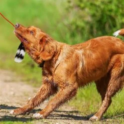 Outward Hound Tail Teaser With Refill Dog & Cat Teaser Toy & Wellness Soft Puppy Bites Lamb & Salmon Recipe Grain-Free Natural Dog Treats 12 Outward Hound Tail Teaser With Refill Dog & Cat Teaser Toy & Wellness Soft Puppy Bites Lamb & Salmon Recipe Grain-Free Natural Dog Treats -Snuggle Paws 298374 PT3. AC SS1800 V1623193341