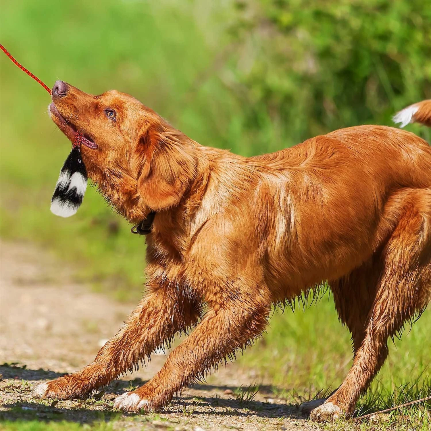 Outward Hound Tail Teaser With Refill Dog & Cat Teaser Toy & Wellness Soft Puppy Bites Lamb & Salmon Recipe Grain-Free Natural Dog Treats 6 Outward Hound Tail Teaser With Refill Dog & Cat Teaser Toy & Wellness Soft Puppy Bites Lamb & Salmon Recipe Grain-Free Natural Dog Treats - Image 4