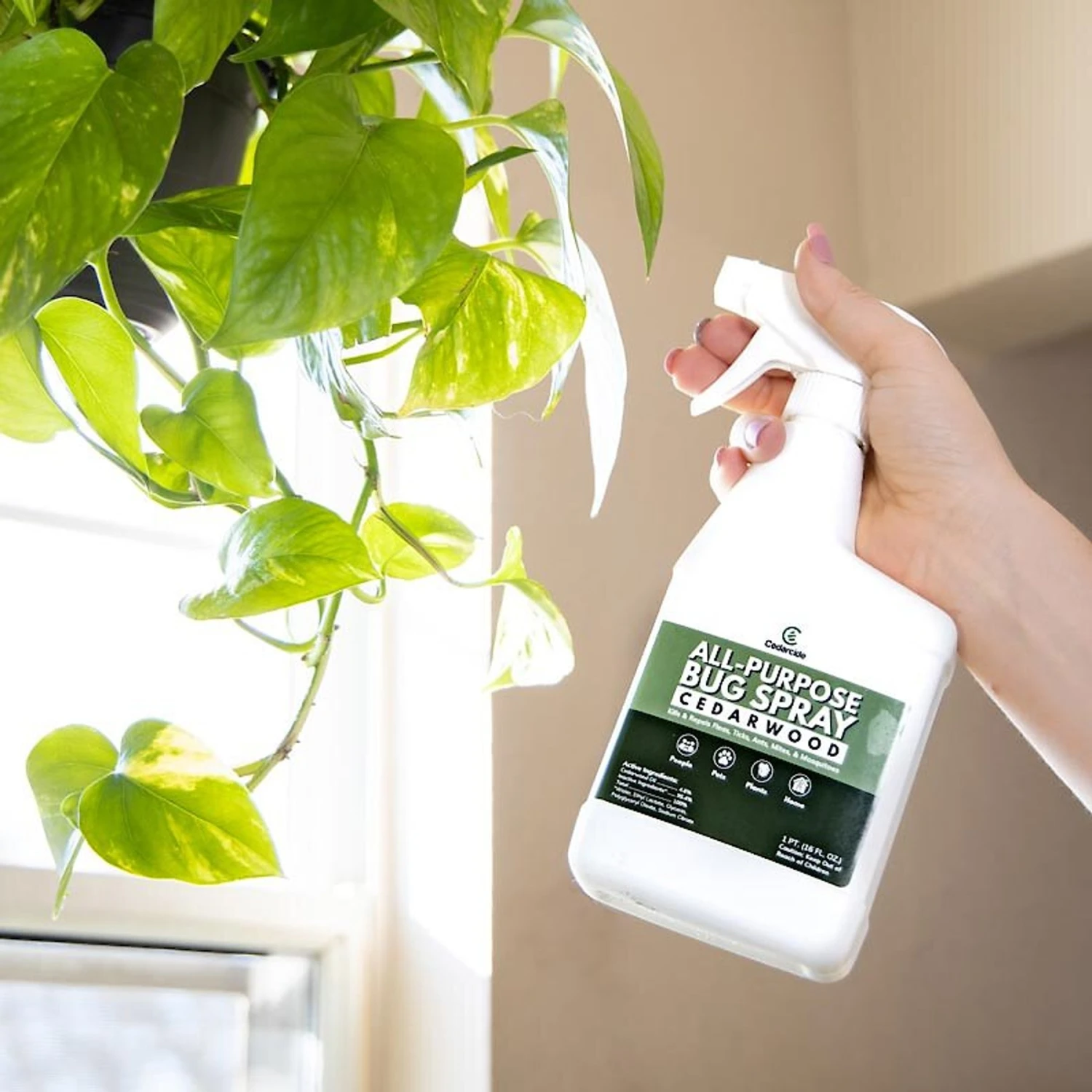 Cedarcide Cedarwood All-Purpose Dog & Cat Bug Spray 6 Cedarcide Cedarwood All-Purpose Dog & Cat Bug Spray - Image 4