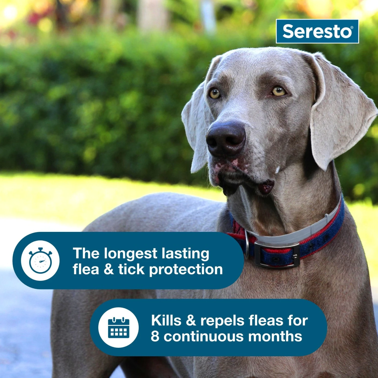 Seresto Flea & Tick Collar For Dogs, Over 18 Lbs & Seresto Flea & Tick Collar For Dogs, Up To 18 Lbs 9 Seresto Flea & Tick Collar For Dogs, Over 18 Lbs & Seresto Flea & Tick Collar For Dogs, Up To 18 Lbs - Image 7