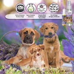 The Blissful Dog Relax Dog Aromatherapy Spray, 2.76-oz 9 The Blissful Dog Relax Dog Aromatherapy Spray, 2.76-oz -Snuggle Paws 343998 PT2. AC SS1800 V1635519762