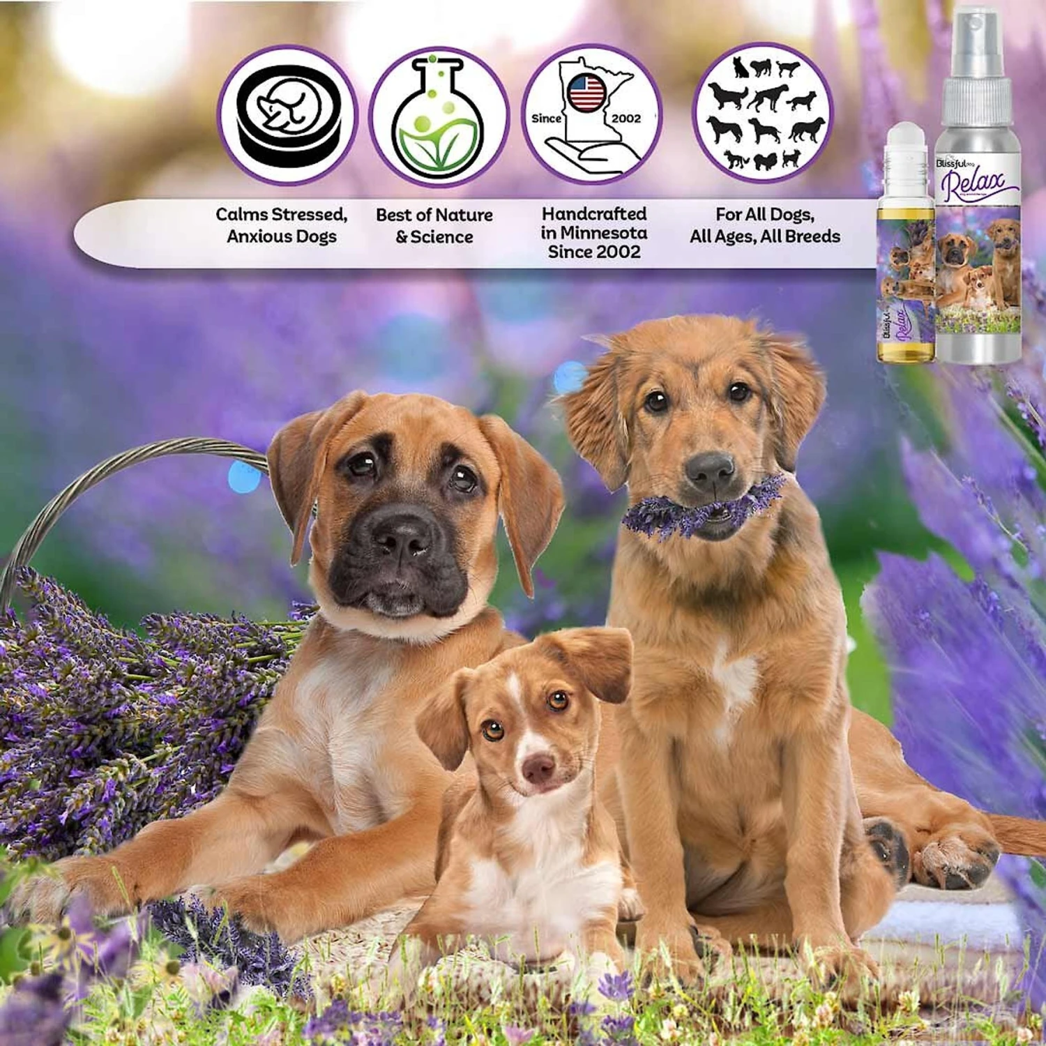 The Blissful Dog Relax Dog Aromatherapy Spray, 2.76-oz 5 The Blissful Dog Relax Dog Aromatherapy Spray, 2.76-oz - Image 3