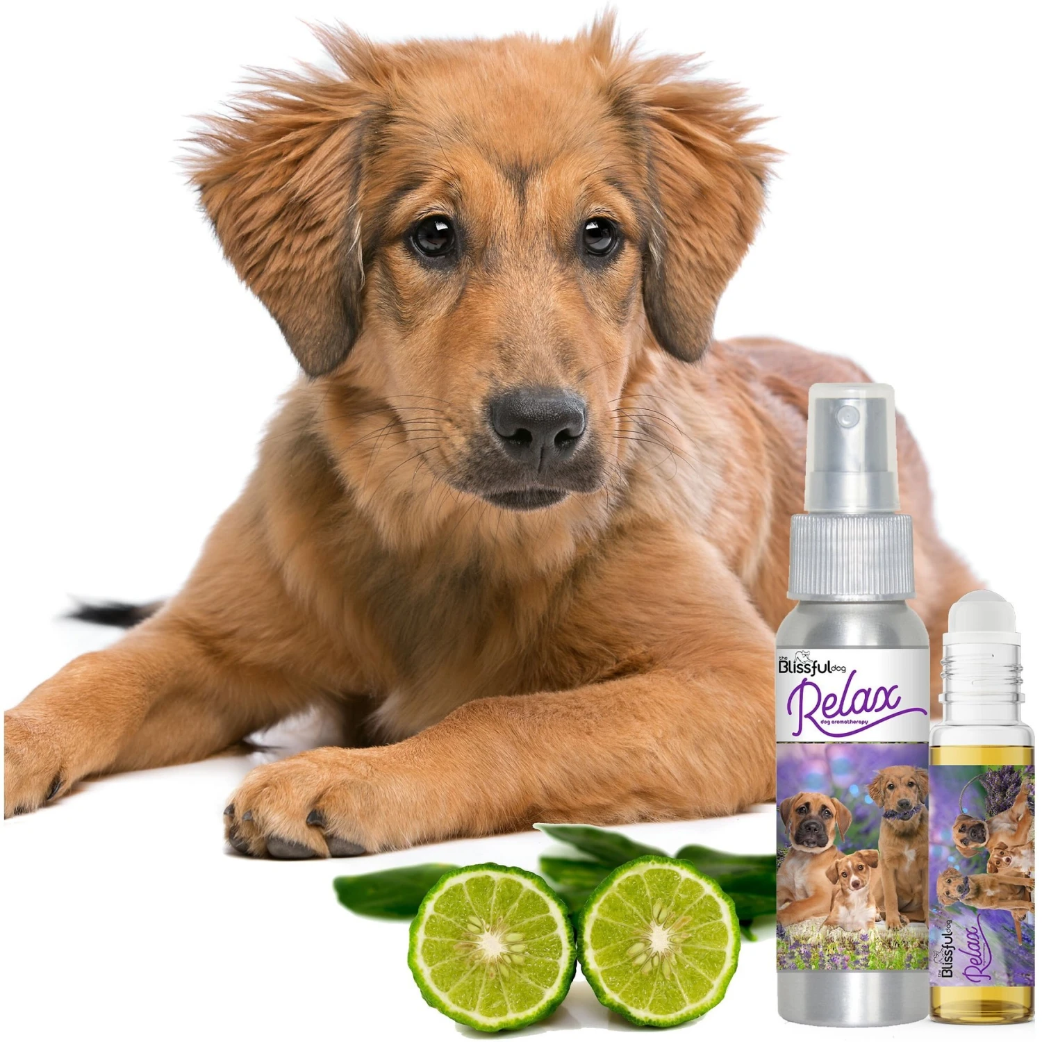 The Blissful Dog Relax Dog Aromatherapy Spray, 2.76-oz 7 The Blissful Dog Relax Dog Aromatherapy Spray, 2.76-oz - Image 5