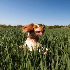 Nutro So Simple Meal Complement Chicken & Duck Recipe In Bone Broth Grain-Free Adult Wet Dog Food Topper -Snuggle Paws 363762 PT4. AC SS1800 V1702666000