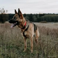 SecureAway Dog Flea Collar Protector -Snuggle Paws 363894 PT5. AC SS1800 V1643254063