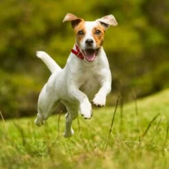 Nutro SO SIMPLE Adult Beef & Rice Recipe Natural Dry Dog Food -Snuggle Paws 366852 PT7. AC SS1800 V1702666772