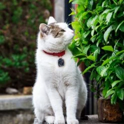 Pet Parade Dog Tick & Flea Repeller -Snuggle Paws 367859 PT7. AC SS1800 V1645483327