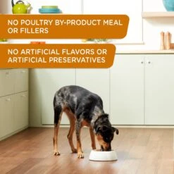 Rachael Ray Nutrish Weight Management Real Turkey & Pumpkin Wet Dog Food, 13-oz Can, Case Of 12 -Snuggle Paws 373435 PT3. AC SS1800 V1648296691