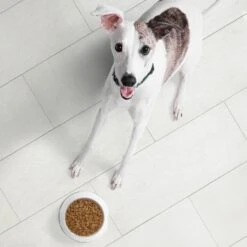 Nutro Ultra Adult Weight Management Chicken, Lamb & Salmon Recipe Dry Dog Food -Snuggle Paws 49626 PT3. AC SS1800 V1702678547