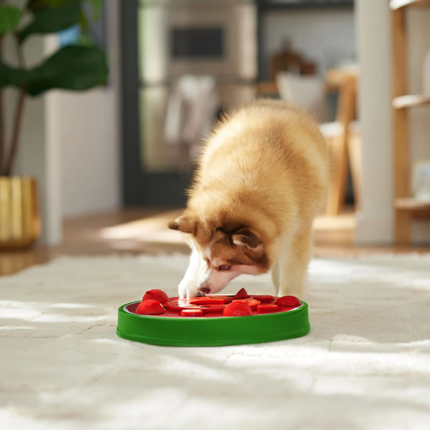 Frisco Watermelon Interactive Puzzle Dog Toy, Advanced 8 Frisco Watermelon Interactive Puzzle Dog Toy, Advanced - Image 6