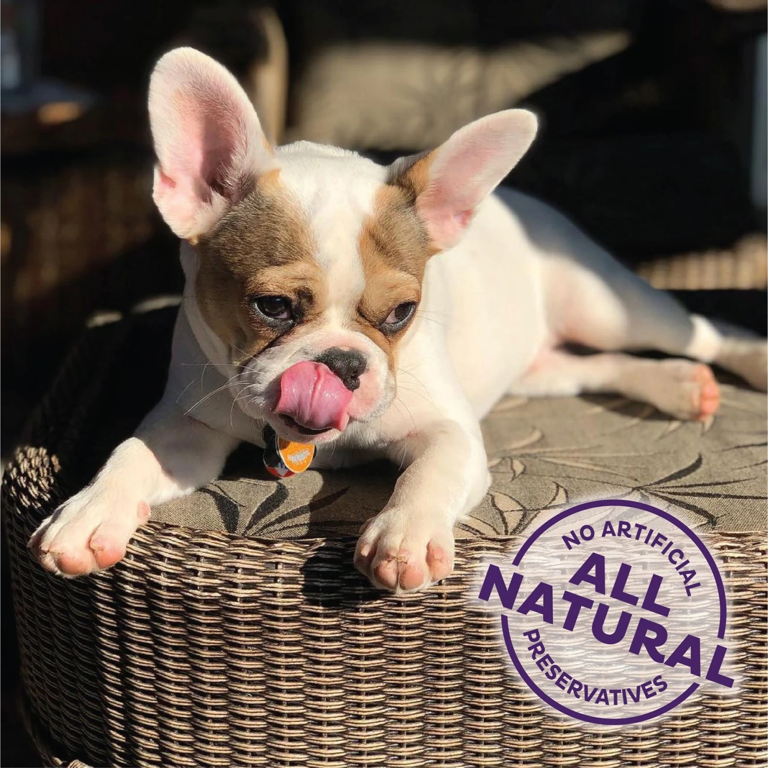 Old Mother Hubbard By Wellness Training Bitz Assorted Mix Natural Oven-Baked Biscuits Dog Treats 5 Old Mother Hubbard By Wellness Training Bitz Assorted Mix Natural Oven-Baked Biscuits Dog Treats - Image 3